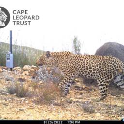 Leopard